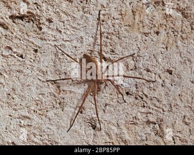 Araignée domestique, tegenaria domestica, Agelenidae Banque D'Images