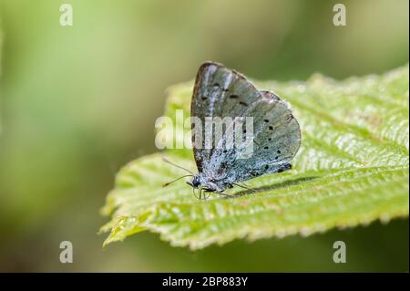 Papillon bleu Holly mâle reposant sur une feuille Banque D'Images