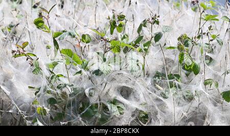 Une masse de sangle de silken sur des arbustes à Ashford, dans le Kent, faite par des chenilles de la moth ermine pour se protéger pendant qu'ils se nourrissent et se marient. Banque D'Images