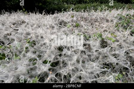 Une masse de sangle de silken sur des arbustes à Ashford, dans le Kent, faite par des chenilles de la moth ermine pour se protéger pendant qu'ils se nourrissent et se marient. Banque D'Images