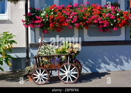 Schwarzwald, Sommerblumen vor dem Haus, Blumen im Leiterwagen, Kniebis, Banque D'Images
