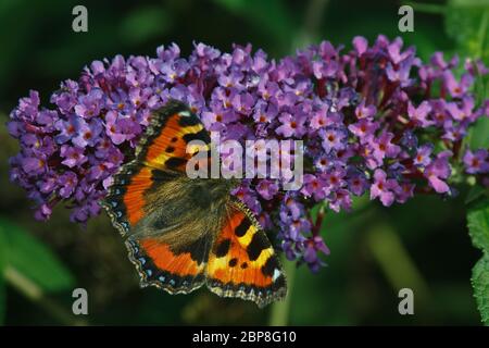 Schmetterling Kleiner Fuchs (Nymphalis urticae Aglais urticae) oder auch auf derlila Schmetterlingsstrauches (Flieder und Blüte) Banque D'Images