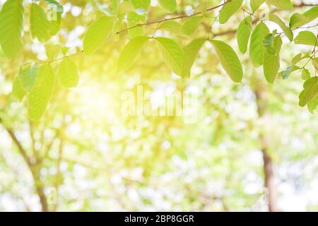 Feuilles vertes sur fond de verdure floue. Concept plantes paysage, écologie. Banque D'Images