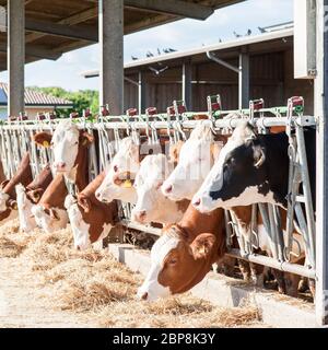 De nombreuses vaches mangeant du foin sur mangeoire. Banque D'Images