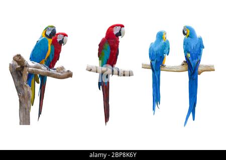 Ensemble de perroquets de macaw colorés sur branche isolée sur bakcground blanc Banque D'Images