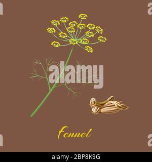 Le FENOUIL Foeniculum vulgare . Fleurs, feuilles et graines. Vector illustration Banque D'Images