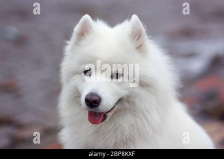 White Samoyède Chien Roquet Close Up Portrait Banque D'Images