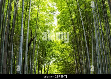 Bamboo grove forêt en arrière-plan pour la nature Arashiyama Banque D'Images