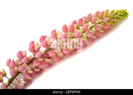 Fleur lupin rose isolée sur fond blanc Banque D'Images