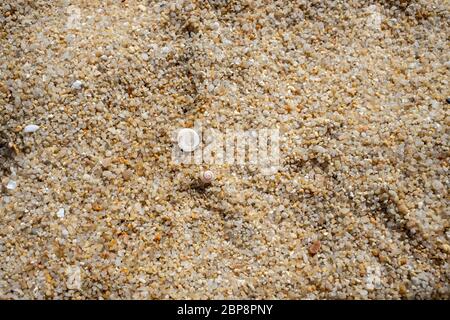 texture blanc magnifique seashell se trouve sur le sable de mer grossier. vue de dessus, gros plan Banque D'Images