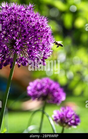 Une abeille vole à une fleur de poireaux de boule rose Violet Allium giganteum dans un jardin d'été vert. Banque D'Images