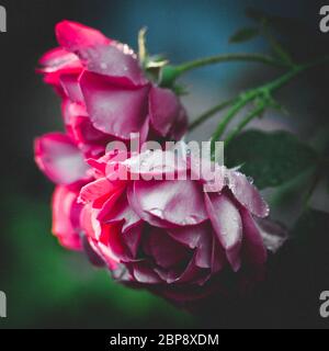 Roses roses poussant dans le jardin sombre, fleurs magenta fleurissent. Banque D'Images