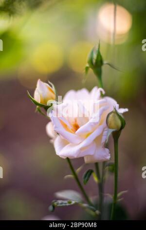 Belle rose pâle crémeuse en croissance dans le jardin Banque D'Images