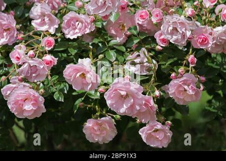 Bush de roses roses Banque D'Images