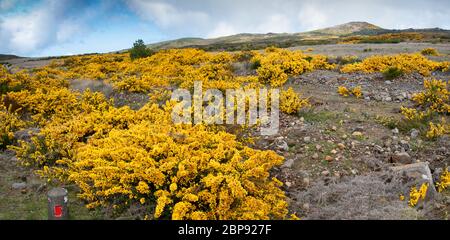 Genista jaune en fleurs sur le plateau Paul da Serra sur l'île de Madère au Portugal. Banque D'Images