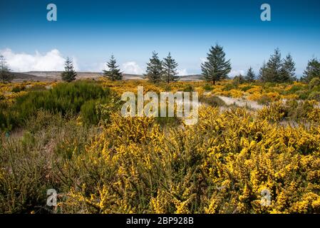 Genista jaune en fleurs sur le plateau Paul da Serra sur l'île de Madère au Portugal. Banque D'Images