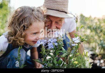 Petite fille avec grand-père senior jardinage dans le jardin de l'arrière-cour. Banque D'Images