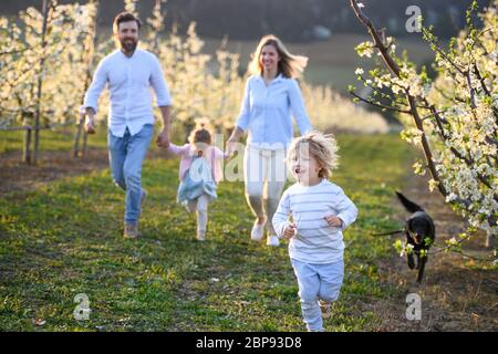 Famille avec deux petits enfants et chien courant à l'extérieur dans le verger au printemps. Banque D'Images