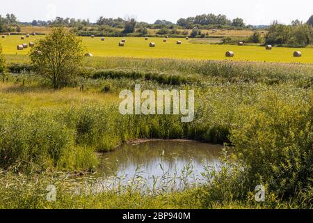 Récolte du foin dans le paysage fluvial de la réserve de biosphère de l'UNESCO, Elbe, Boizenburg, Allemagne. Photographie rétroéclairé Banque D'Images