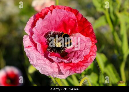 Série 4 de 6 Bombus lucorum ou abeille à queue blanche à l'intérieur d'un gros plan sur les rhoeas de Papaver ou sur la fleur de pavot rouge Banque D'Images