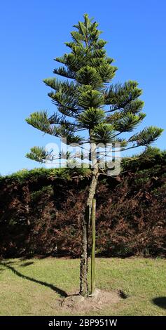 Jeune Araucaria araucana ou singe arbre de puzzle Valdenoja Santander Cantabria Espagne Banque D'Images