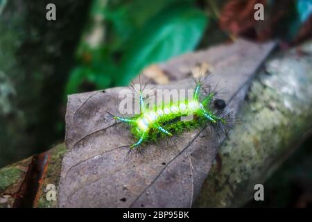 Picotements Slug Caterpillar dans le parc national de Taman Negara, Malaisie Banque D'Images