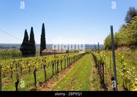 Paysage de collines de Valpolicella, la viticulture Italienne, Italie. Paysage rural Banque D'Images