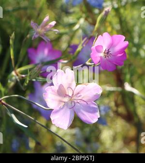 Fleurs roses pétulées en forme de coeur Banque D'Images