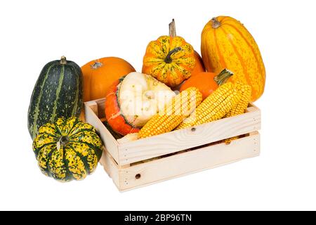 Une boîte en bois avec de nombreuses citrouilles colorées, les épis isolé sur fond blanc Banque D'Images