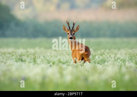 Strong Chevreuil, Capreolus capreolus, buck avec bois foncé sur un pré de fleurs sauvages tôt le matin. Alerté wild animal à la à l'appareil photo Banque D'Images