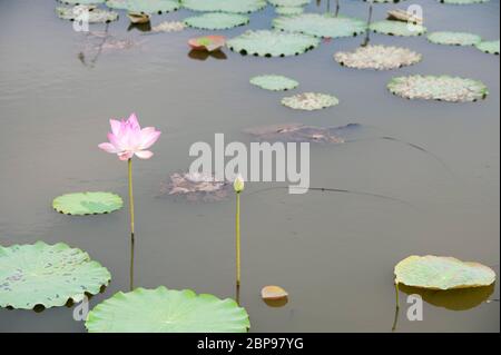 Nelumbo nucifera, UNE fleur de lotus, Cambodge, Asie du Sud-est Banque D'Images