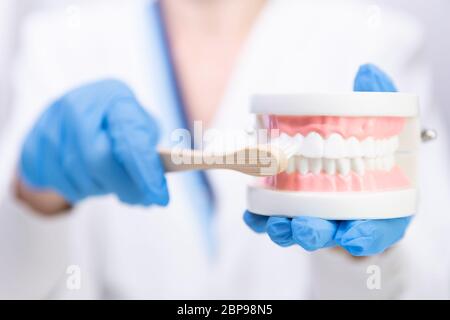 Femme dentiste expliquer au sujet de se brosser les dents en clinique, tenant une brosse à dents et des dents modèle. L'hygiène dentaire et la santé avec concept d'experts Banque D'Images