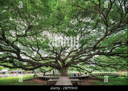 Kanchanaburi, Thaïlande - août 24 2019 : touristes visitant et se détendant dans le plus grand arbre de pluie ou Samanea Saman Banque D'Images