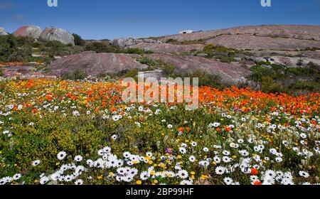 côte ouest sud de l'afrique paysage floral la côte ouest Banque D'Images