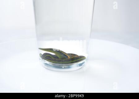 Banque avec sangsues - rudothérapie, sangsues médicales dans un verre dans l'eau Banque D'Images