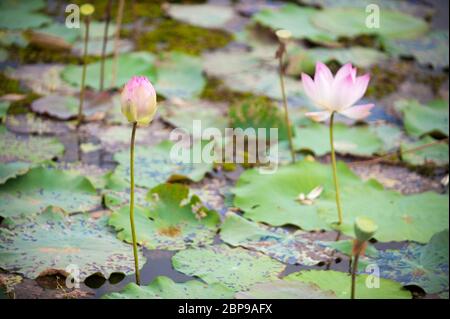 Nelumbo nucifera, bourgeon de fleurs de lotus et feuilles poussant dans l'eau, Cambodge central, Asie du Sud-est Banque D'Images