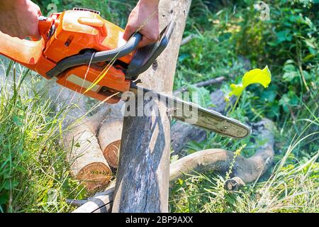 Grumes de bois de coupe scie électrique dans la forêt Banque D'Images