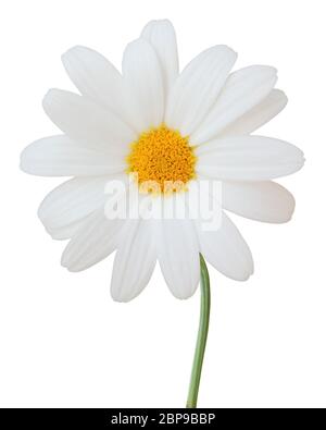 Joli blanc Daisy (Marguerite) isolé sur fond blanc. Allemagne Banque D'Images