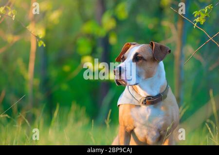 Portrait téléobjectif d'un chien parmi l'herbe verte fraîche et les feuilles. Beau terrier pitbull mutt dans la forêt, faible profondeur de champ Banque D'Images