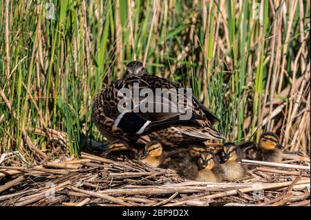 Canards colverts profitant du soleil de printemps chaud avec canard de mère Banque D'Images