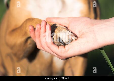 Patte de chien dans la main humaine, gros plan. Soutien d'animal, chien de thérapie, amitié ferme et concept de confiance Banque D'Images