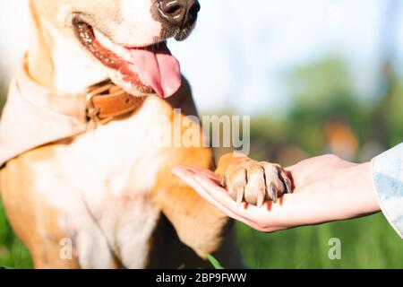 Patte de chien dans la main humaine, prise de vue en extérieur. Soutien aux animaux, amitié ferme et confiance concept, passer du temps avec les animaux à l'extérieur en été Banque D'Images