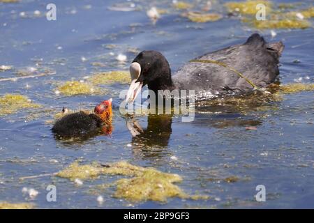 La coq eurasienne (Fulica atra) nourrissant une poussette juvénile dans l'étang Banque D'Images