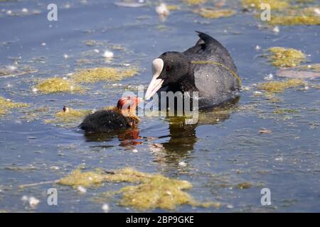 La coq eurasienne (Fulica atra) nourrissant une poussette juvénile dans l'eau Banque D'Images