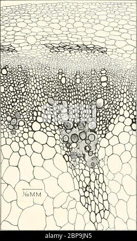 'Bactéries en relation avec les maladies des plantes' (1905-1914) Banque D'Images