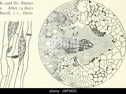 'Bactéries en relation avec les maladies des plantes' (1905-1914) Banque D'Images