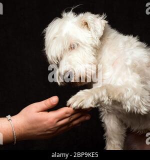 Le chien blanc schnauzer secoue la patte avec sa main sur fond sombre, meilleur ami et concept d'amitié. Banque D'Images