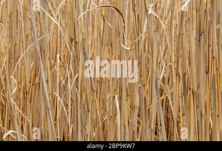 Gros plan plein cadre tourné montrant beaucoup de stipes reed Banque D'Images