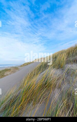 L'herbe des dunes pousse sur une colline de sable sur la plage aux pays-Bas. L'herbe est verte avec des pointes jaunes. Le ciel est traversé par de beaux nuages. Banque D'Images