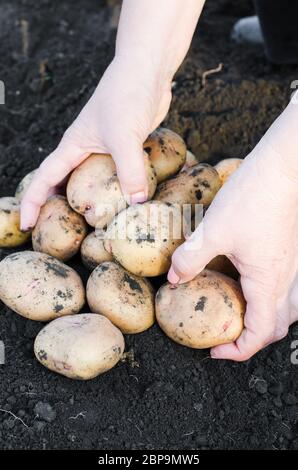 La récolte de pommes de terre écologiques dans la région de farmer's hands. L'agriculteur tient dans ses mains un tas de pommes de terre prélevés dans le jardin. Le concept de la récolte Banque D'Images